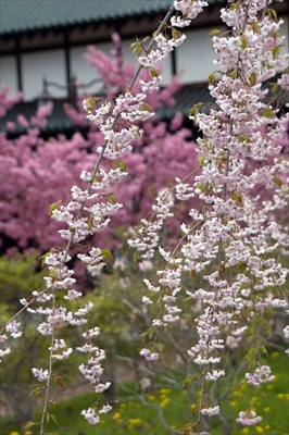 弘前公園_青森