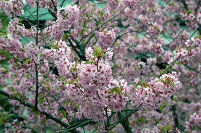 1002_弘前公園_青森