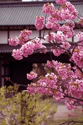 1003_弘前公園_青森