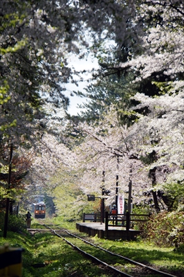 芦野公園_青森