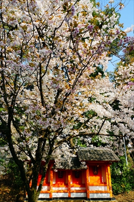 洛南 御香宮神社_京都