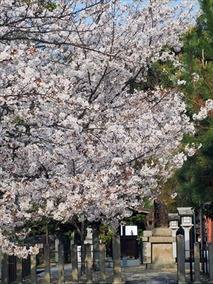 1006_洛南 御香宮神社_京都