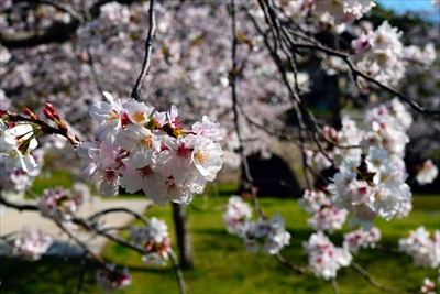 1019_石橋記念公園_鹿児島