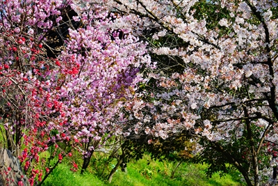 1015_大善寺_山梨