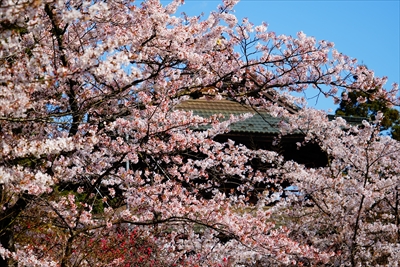 1010_大善寺_山梨