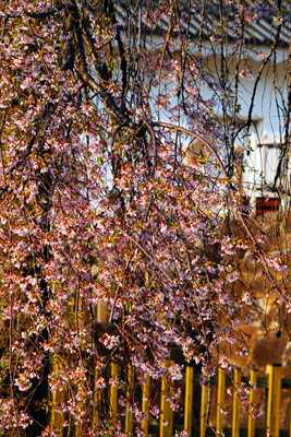 1003_甲府城公園_山梨