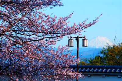 甲府城公園_山梨