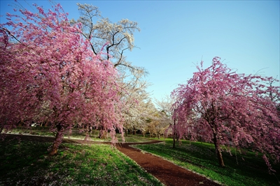 1339_芦野公園_青森