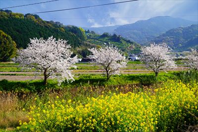 1008_県道207号線_長崎