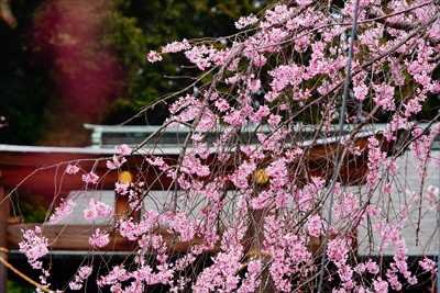 1002_宇都宮八幡山公園_栃木