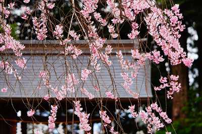 1003_宇都宮八幡山公園_栃木