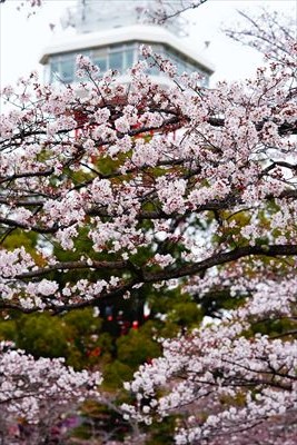 1004_宇都宮八幡山公園_栃木