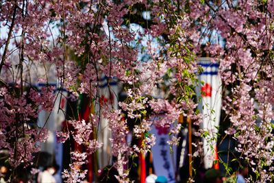 1071_洛中_平野神社_京都