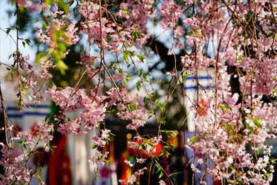 1072_洛中_平野神社_京都