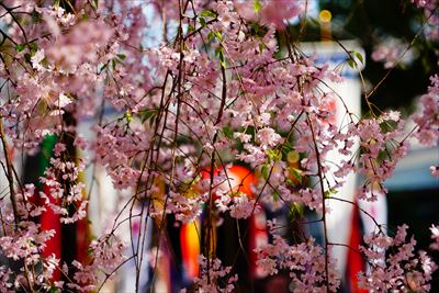 1074_洛中_平野神社_京都