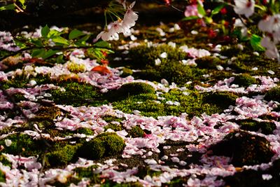 1075_洛中_平野神社_京都