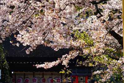 1076_洛中_平野神社_京都