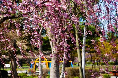 1140_黒石東公園さくら山_青森