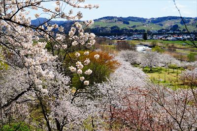 1141_黒石東公園さくら山_青森