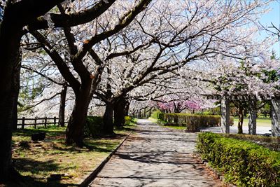 1142_黒石東公園さくら山_青森