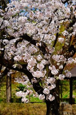 1143_黒石東公園さくら山_青森