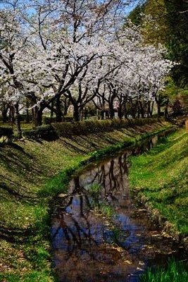 1144_黒石東公園さくら山_青森