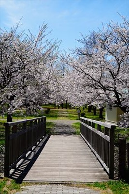 黒石東公園さくら山_青森