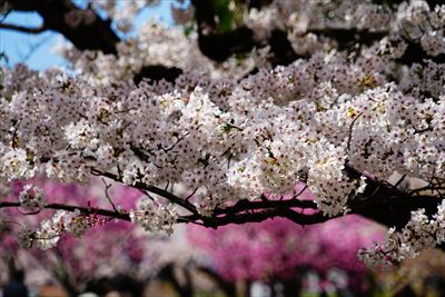 1163_13_黒石東公園さくら山_青森