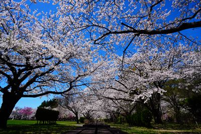 1164_13_黒石東公園さくら山_青森