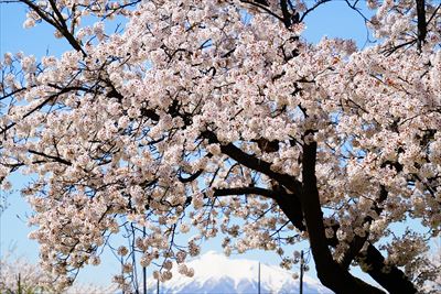 1165_13_黒石東公園さくら山_青森