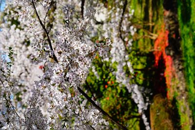 芦野公園_青森