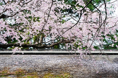 1063_伊勢山皇大神宮_神奈川