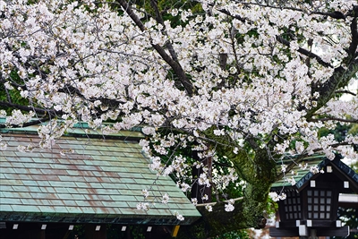 1096_伊勢山皇大神宮_神奈川