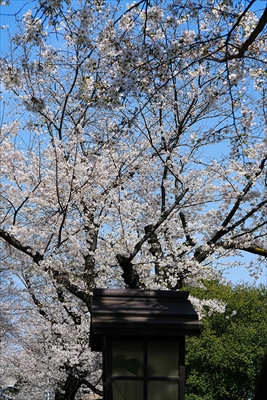 1138_鳥山公園_東京