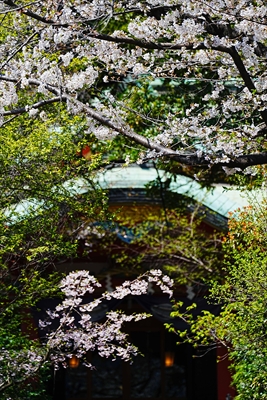 芝東照宮_東京