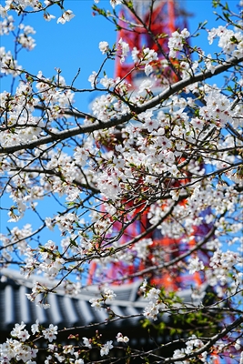 増上寺_東京
