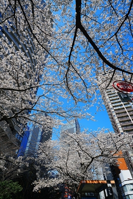 慈恵会医大前_東京