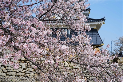 浜松城_静岡