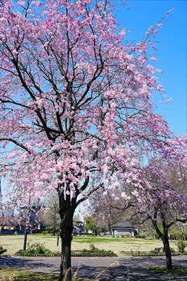 高崎城址公園_群馬
