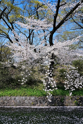 高崎城址公園_群馬