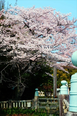 1011_滋賀縣護國神社_滋賀