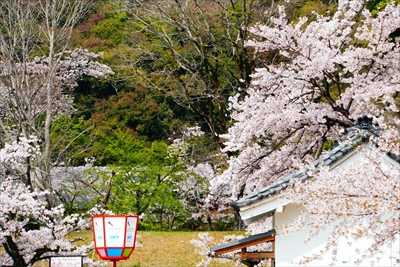 1002_彦根城_滋賀
