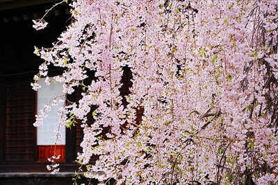 1173_柏山寺_山形