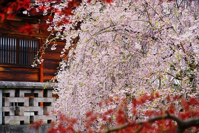 1174_柏山寺_山形