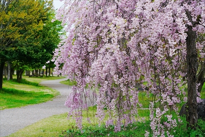 1165_山形市西公園_山形