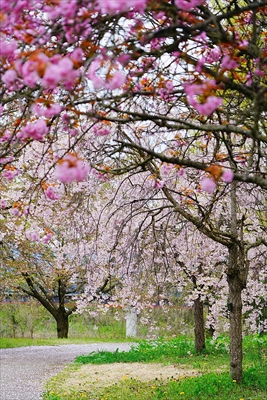 1166_山形市西公園_山形