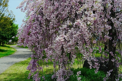 1167_山形市西公園_山形