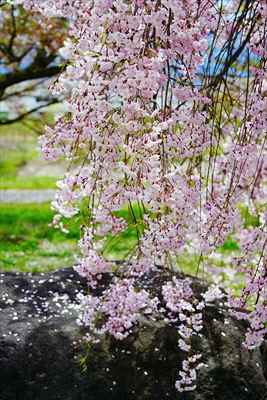 1168_山形市西公園_山形