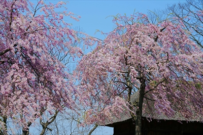 1010_八戸市根城跡本丸址_青森