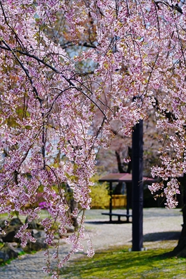 1015_八戸市三八城公園_青森